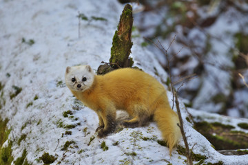 テン(Japanese marten)