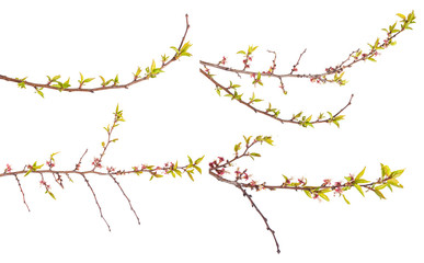 apricot tree branch with young leaves. isolated on white backgro