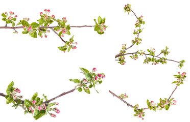 Obraz na płótnie Canvas apple blooming branch isolated on white background