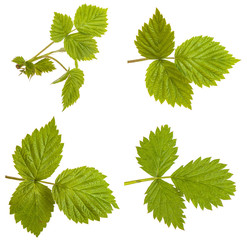 Raspberry leaves isolated on white background