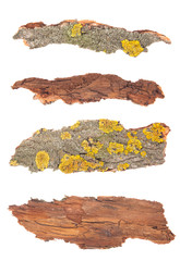 Bark tree isolated on white background. Set