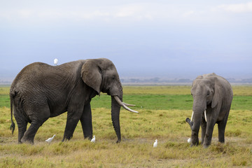 African bush elephant or African Elephant (Loxodonta africana) and cattle egret (Bubulcus ibis). Amboseli National Park. Kenya.