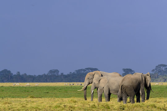African bush elephant or African Elephant (Loxodonta africana). Amboseli National Park. Kenya.