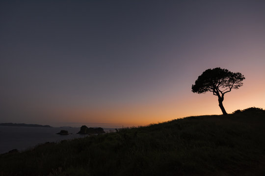 One tree on a hill silhouette at sunrise