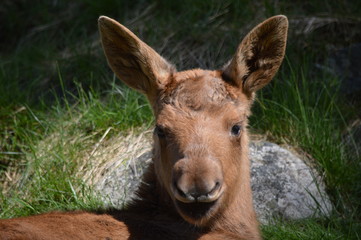 relaxing elk