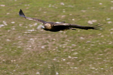 Obraz premium Adult male of Golden eagle flying. Aquila chrysaetos