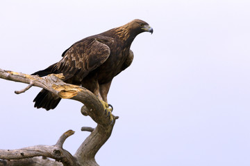 Adult male of Golden eagle. Aquila chrysaetos