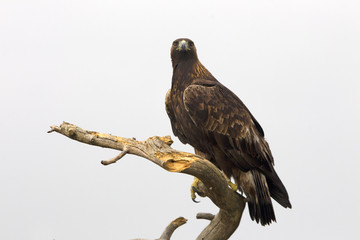 Adult male of Golden eagle. Aquila chrysaetos
