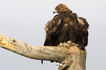 Adult male of Golden eagle with a newly caught rabbit. Aquila chrysaetos