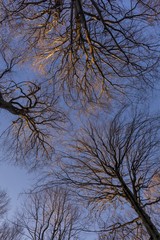  A low angle view looking up in the beech tree forest during the winter season. Sun rays touching branches of a tree without leaves against blue sky.