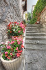 Colorful flowers on stairs