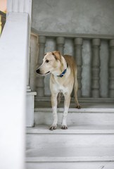 White beige dog waiting on stairs