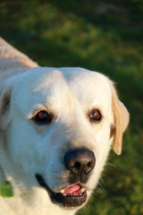 Close up of labrador retriever dog