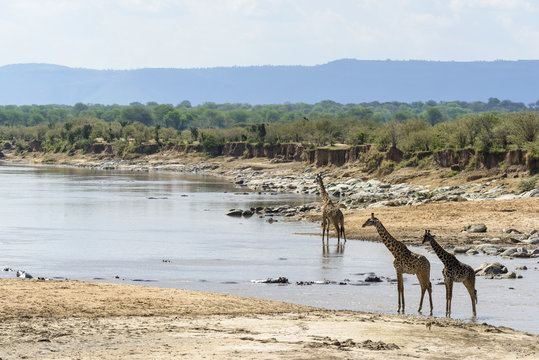 Masai giraffe also spelled Maasai giraffe, also called Kilimanjaro giraffe (Giraffa tippelskirchi) in the Mara River. Serengeti National Park. Tanzania