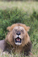 Lion (Panthera leo). Serengeti National Park. Tanzania