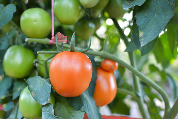 Tomato on a plant in the garden