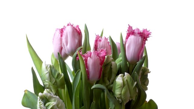 Time-lapse of pink and green Tulips blooming. Studio shot over white.