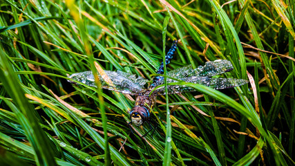 Dragonfly