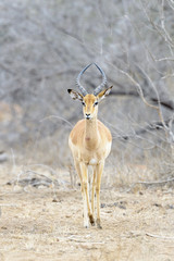 Impala (Aepyceros melampus) male standing in bush, Kruger National Park, South Africa