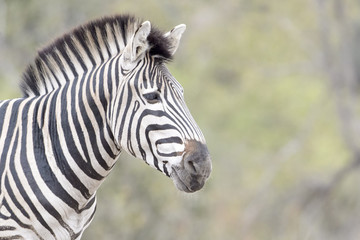 Fototapeta na wymiar Plain or Burchell's zebra (Equus burchelli) portrait, Kruger National Park, South Africa,