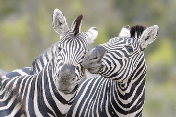 Plain or Burchell's zebras (Equus burchelli), Kruger National Park, South Africa,