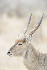 Waterbuck (Kobus ellipsiprymnus) male portrait. Kruger National Park, South Africa