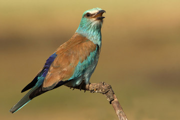 European roller. Coracias garrulus