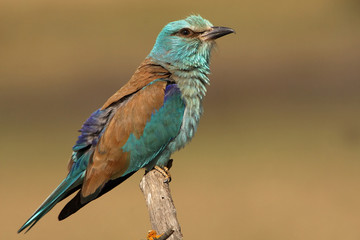 European roller. Coracias garrulus