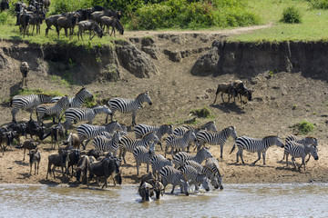 Fototapeta na wymiar Blue wildebeest, also: common wildebeest, white-bearded wildebeest or brindled gnu (Connochaetes taurinus) and plains zebra, also: common zebra or Burchell's zebra (Equus quagga, formerly Equus burche