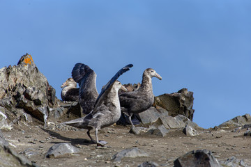 Giant Antarctic Petrel, macronectes giganteus 
