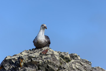 Giant Antarctic Petrel, macronectes giganteus 