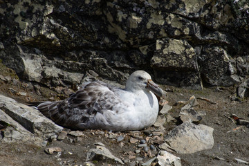 Giant Antarctic Petrel, macronectes giganteus 