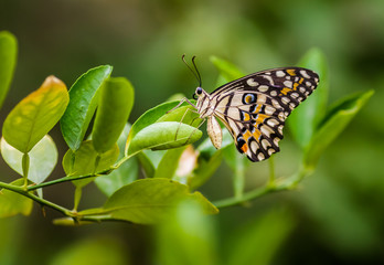 Butter...Fly