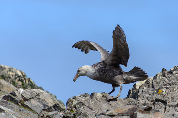 Giant Antarctic Petrel, macronectes giganteus 