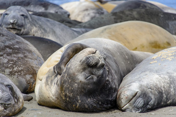 Sea elephant on the beach