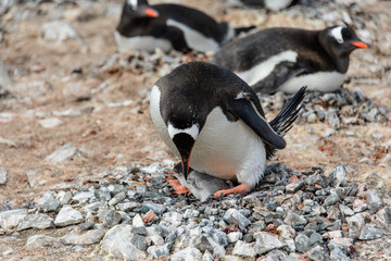 Naklejka premium Gentoo penguine with chicks