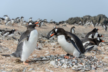Gentoo penguine with chicks