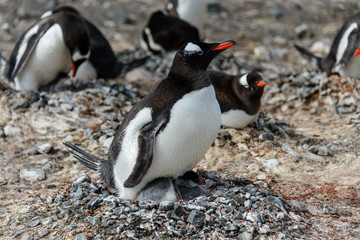 Gentoo penguine with chicks