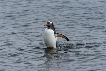 Gentoo penguine