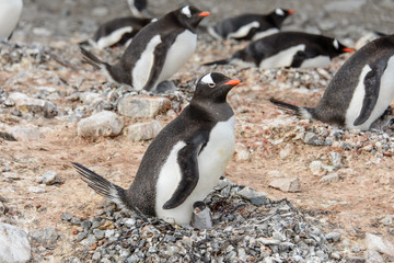 Fototapeta premium Gentoo penguine