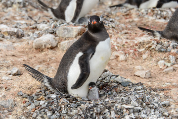 Gentoo penguine