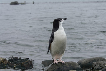 Gentoo penguine with sea elephant