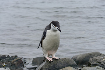 Gentoo penguine with sea elephant