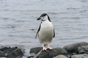 Gentoo penguine with sea elephant