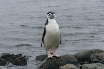 Naklejka premium Gentoo penguine with sea elephant