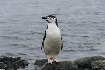 Gentoo penguine with sea elephant