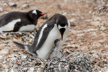 Naklejka premium Gentoo penguine with sea elephant