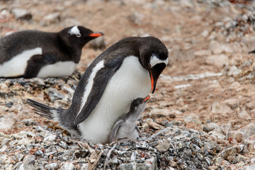 Naklejka premium Gentoo penguine with sea elephant