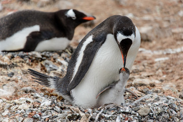 Naklejka premium Gentoo penguine with sea elephant