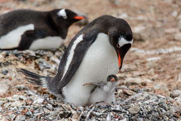Naklejka premium Gentoo penguine with sea elephant